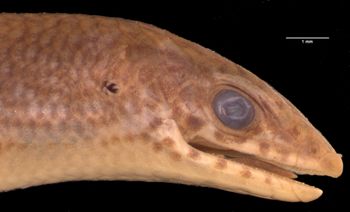 Media type: image;   Herpetology R-6484 Aspect: head lateral
